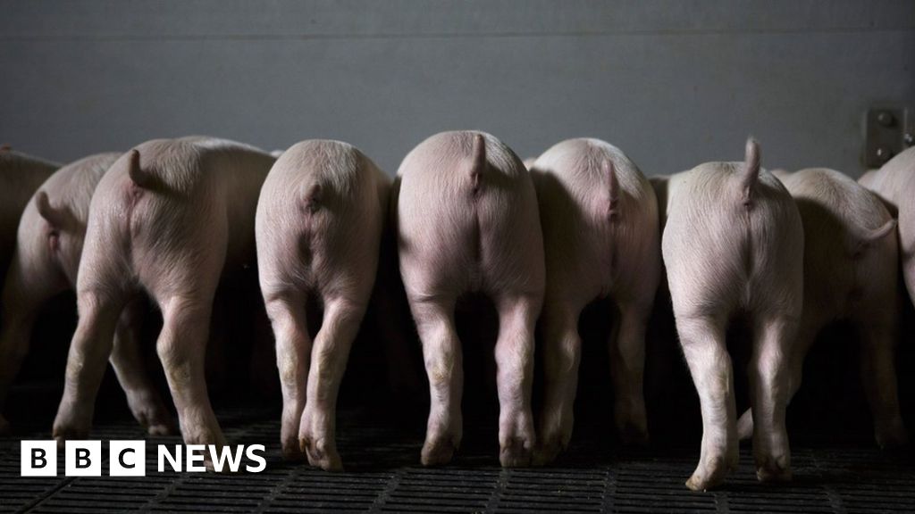 Man who killed 79 piglets in belly flop video is jailed - BBC News