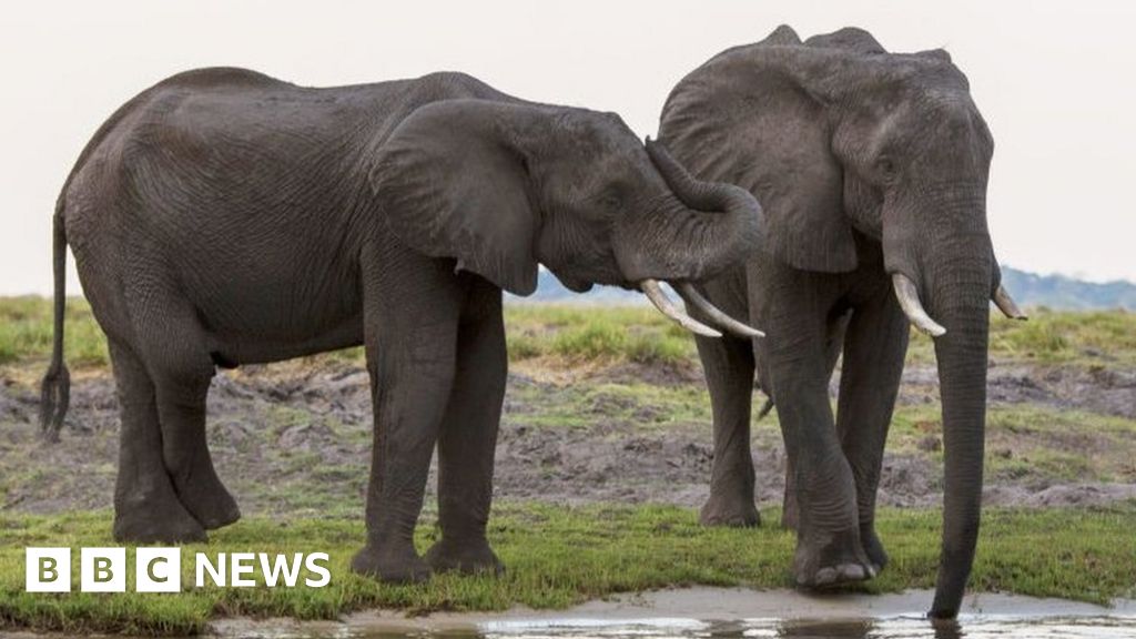 Ботсуана предлага да изпрати 20 000 слона в Германия