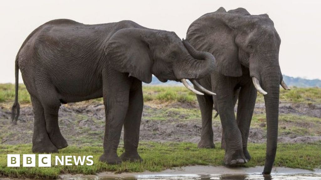 Botswana threatens to ship 20,000 elephants to Germany – BBC Information