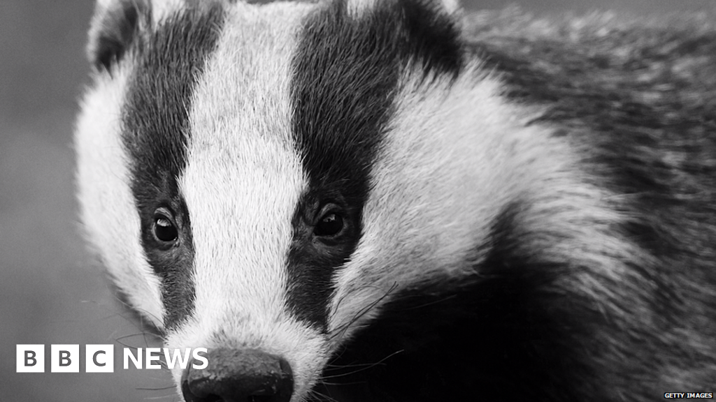 Badgers lead mammal roadkill list - BBC News