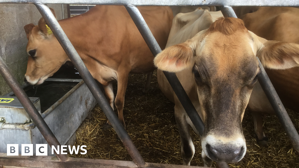 Storm Ciarán: Jersey Abattoir Closure A 'massive Blow' For Farmers