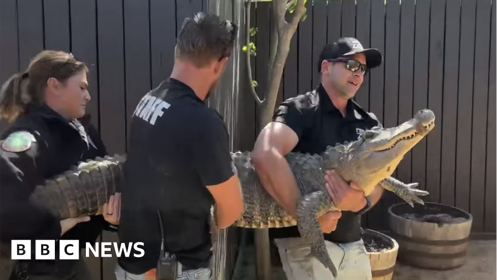 Alligator stolen 20 years ago from Texas zoo returned