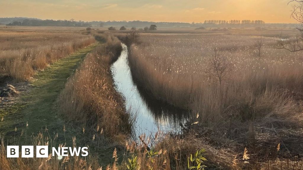 Outbreak of bird flu confirmed in RSPB Minsmere Reserve