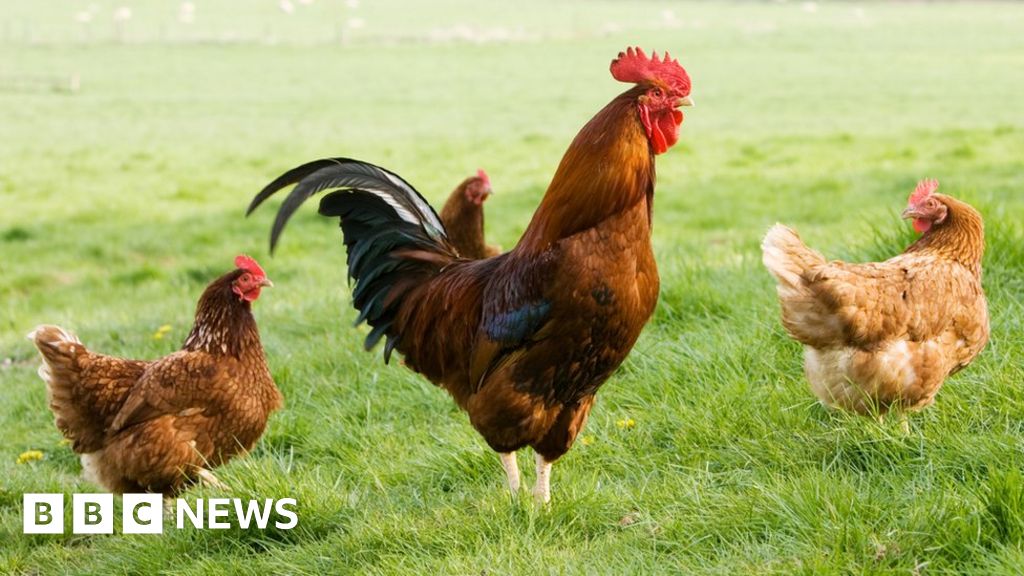 Avian flu spills over from birds to mammals in UK