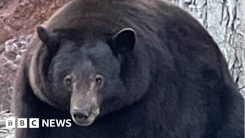 Massive bear named 'Hank the Tank' on the run from California police - BBC  News
