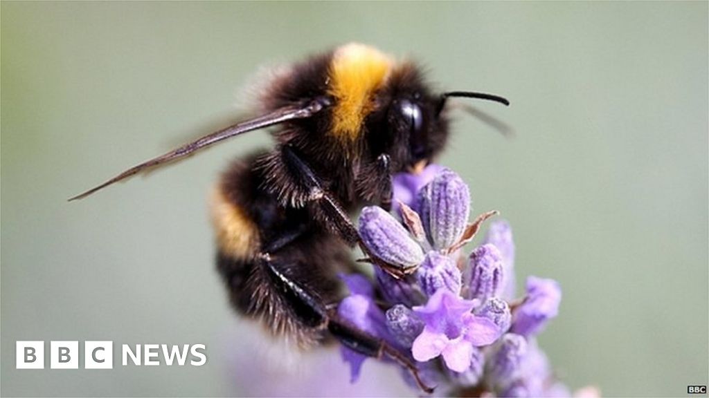 Urban pollinators make beeline for native violet blooms