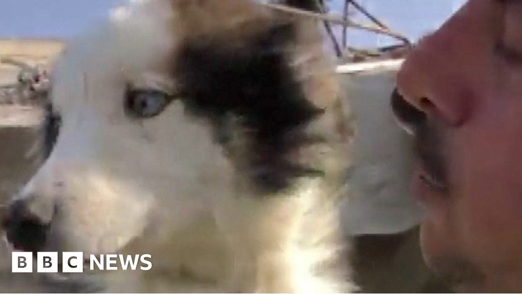 Dog found alive after 23 days under rubble