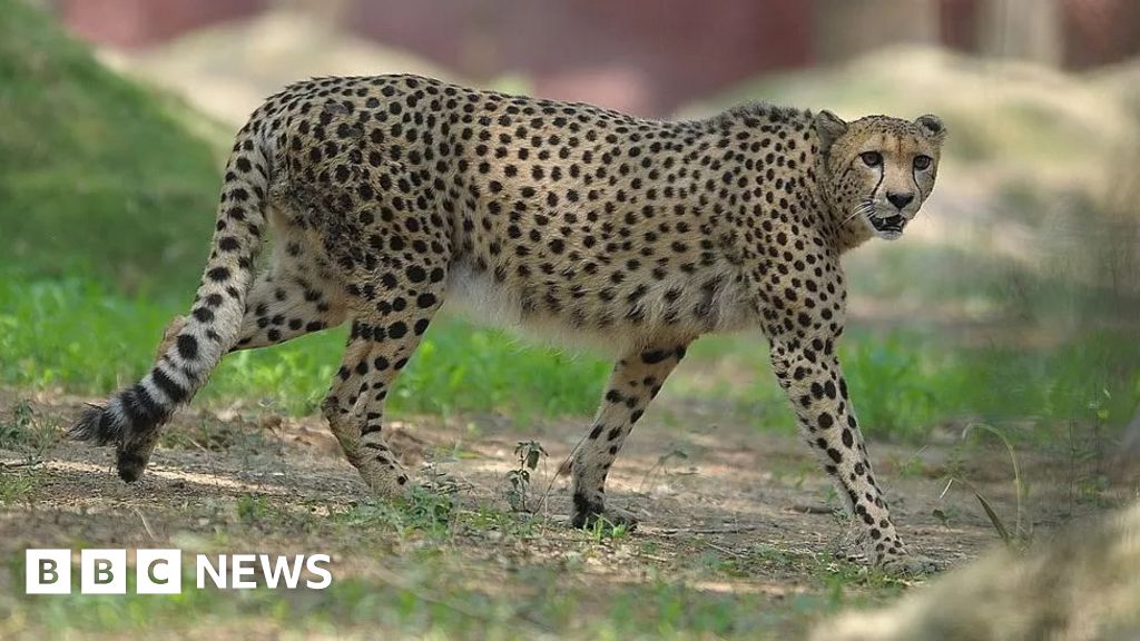 A dozen South African cheetahs arrive in India