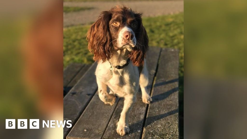 Dog dies in owner's arms after seizure in alleged poisoning