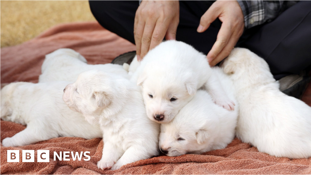 South Korea president unveils 'peace gift' puppies BBC News