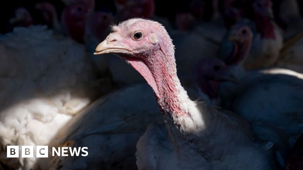 Avian flu kills 50 million birds in record US outbreak