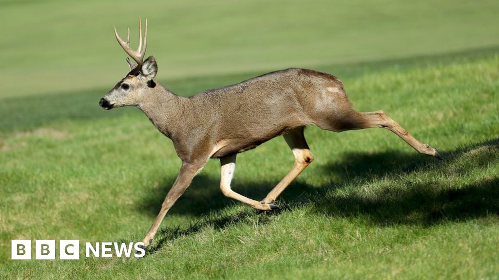 Reward offered over live Oregon deer found shot with arrows - BBC News Reward offered over live Oregon deer found shot with arrows - BBC News