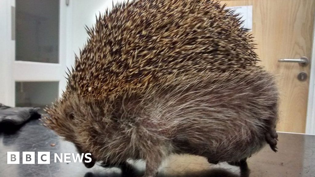 Balloon syndrome hedgehog is 'popped' - BBC News