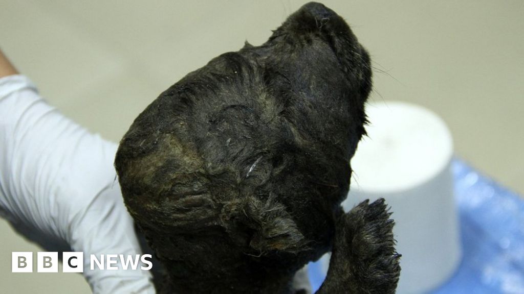 Siberia: 18,000-year-old frozen 'dog' stumps scientists