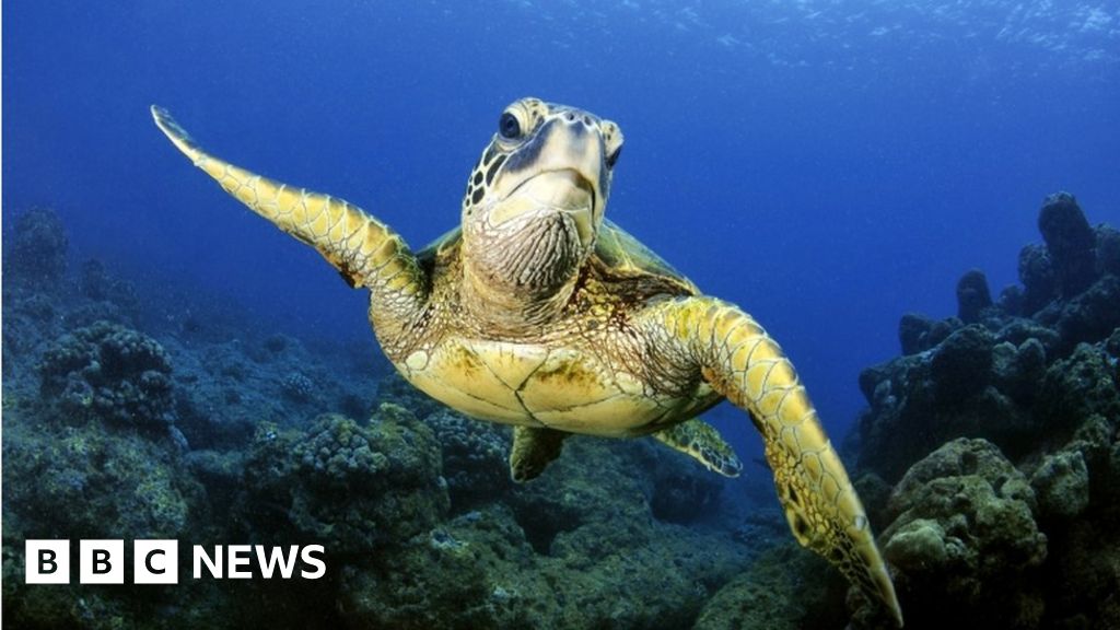 Hawaii to ban certain sunscreens harmful to coral reefs - BBC News