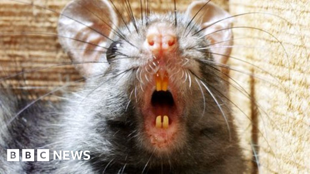 Black rats rainforest invasion 'speeded by deforestation' BBC News