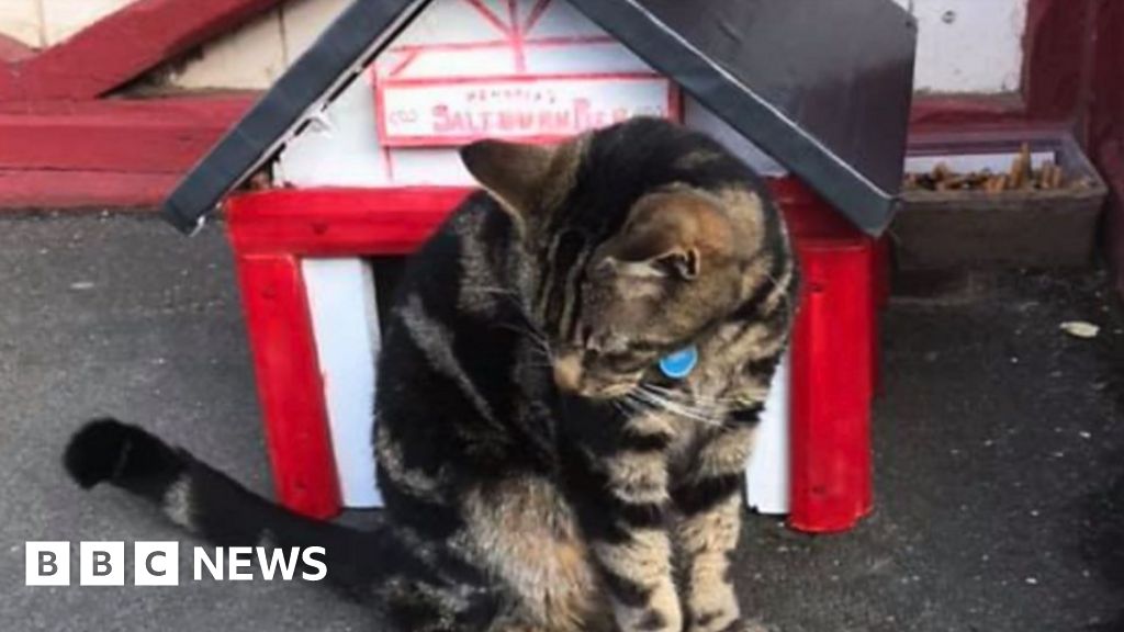 Saltburn Cat Hendrix Becomes Social Media Star - Bbc News