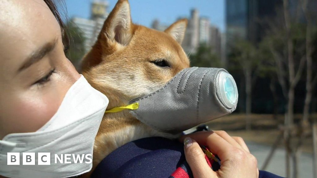 Where dogs wear pollution masks - BBC News