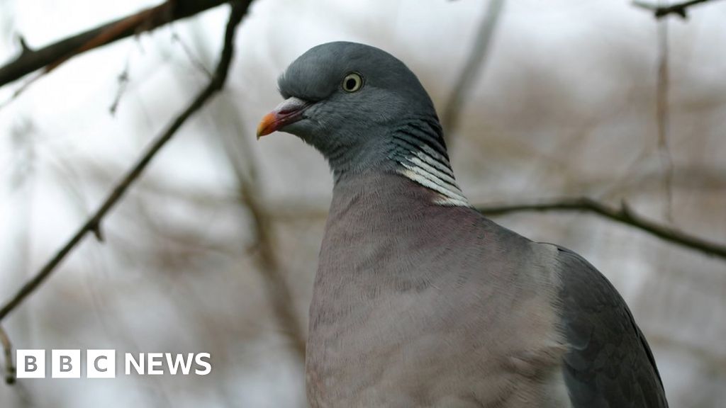 Isle of Man police probe 