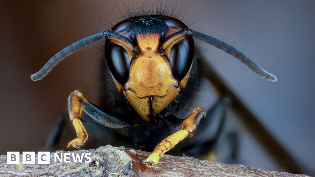 UK bees in danger as Asian hornet sightings rise