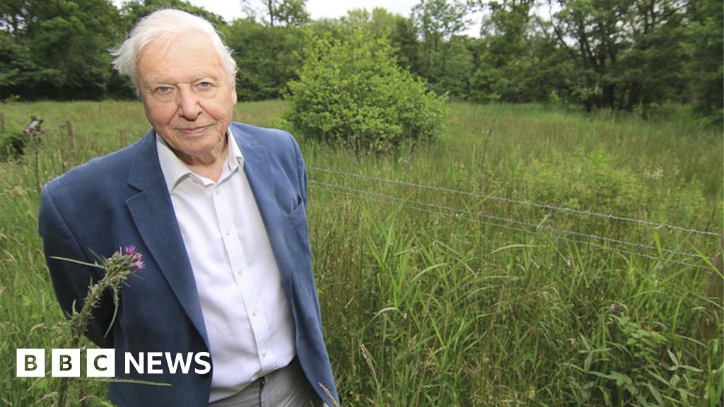 Сэр дэвид и половое. Сэр Дэвид. Sir David Attenborough. Сэра Дэвида на природе.