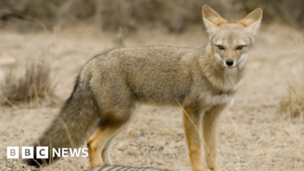 Дали изчезналата лисица някога е била най-добрият приятел на човека?