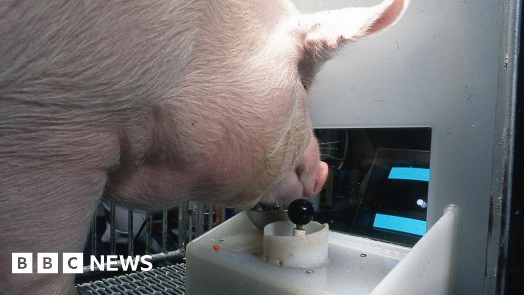 Pigs can play video games with their snouts, scientists find - BBC News