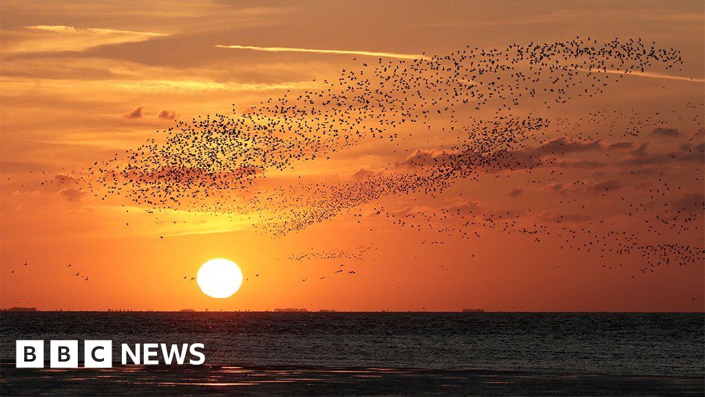 RSPB Snettisham hosts record-breaking knot wildlife spectacular