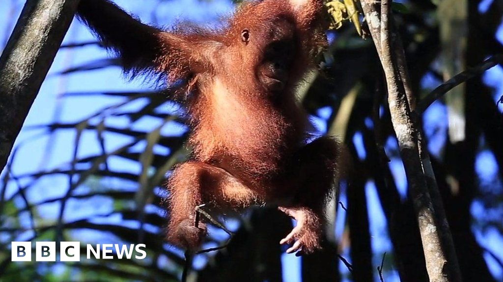 The Bornean orangutans clinging on to survival - BBC News