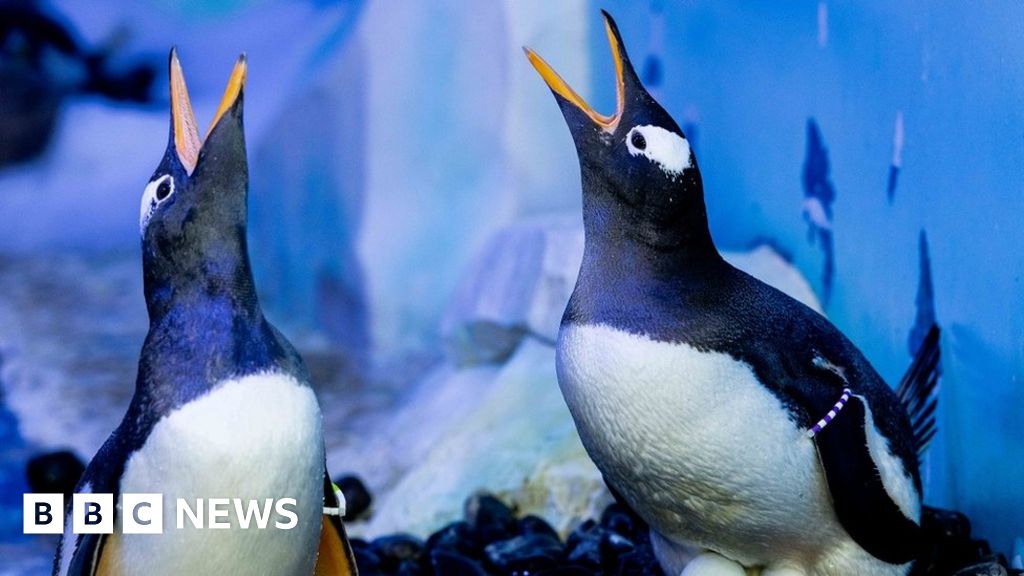 Penguins Same Sex Couples Formed At London Aquarium Bbc News