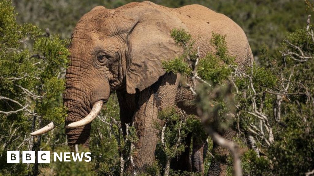 An 80-годишна американка е била убита от агресивен слон, след