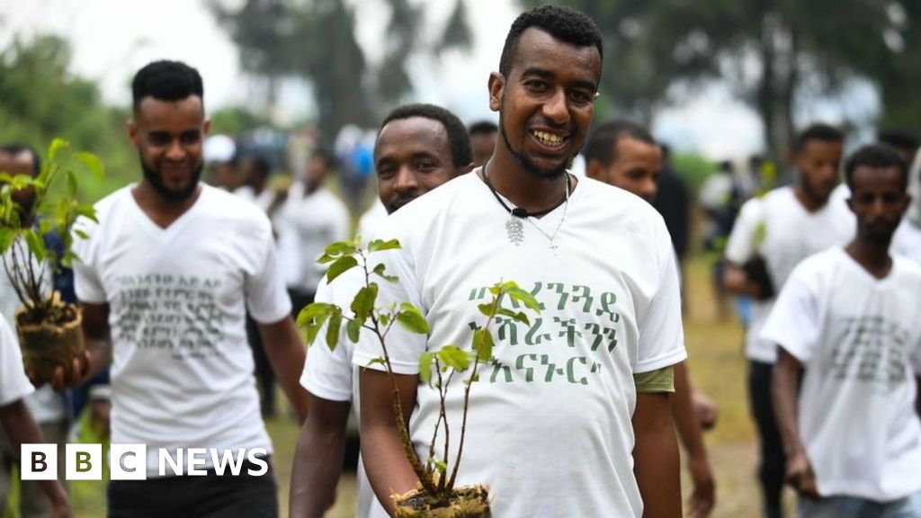 Deforestation: Did Ethiopia plant 350 million trees in a day?