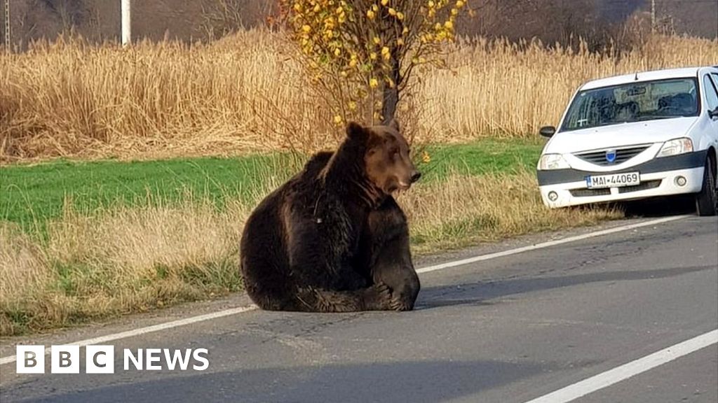 Brown bear attacks: Deaths spark fear in Romania