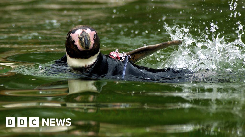 Zoo's wetsuitwearing bald penguin Ralph dies BBC News