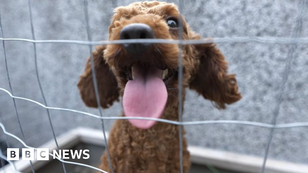 Meet China's lost pet detectives