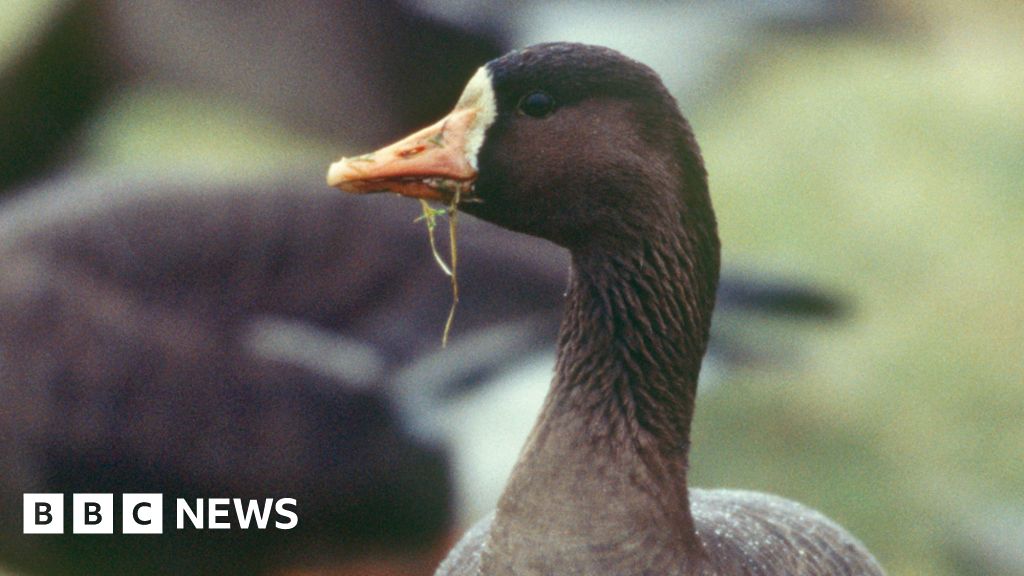 RSPB Ynyshir wild goose tagging reveals 'vital data' - BBC News