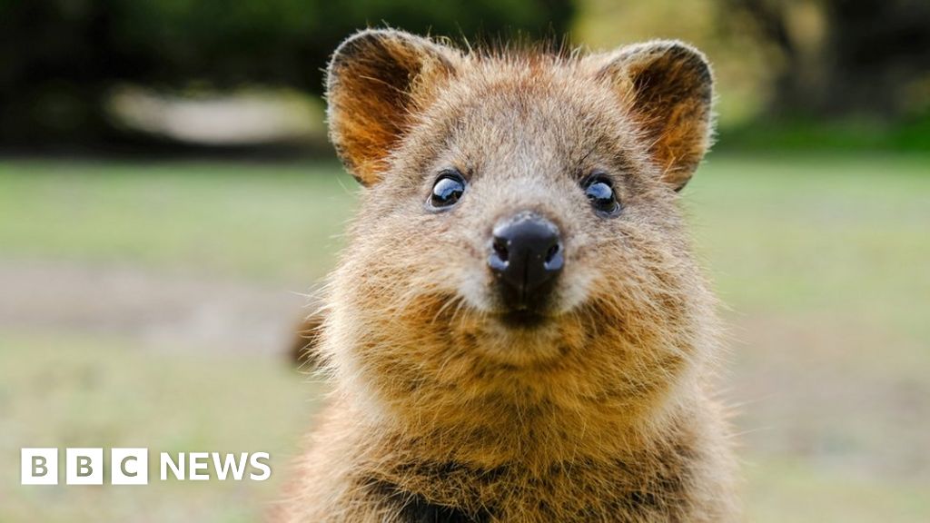 Quokkas and wallabies found dead in Australian zoo mystery - BBC News