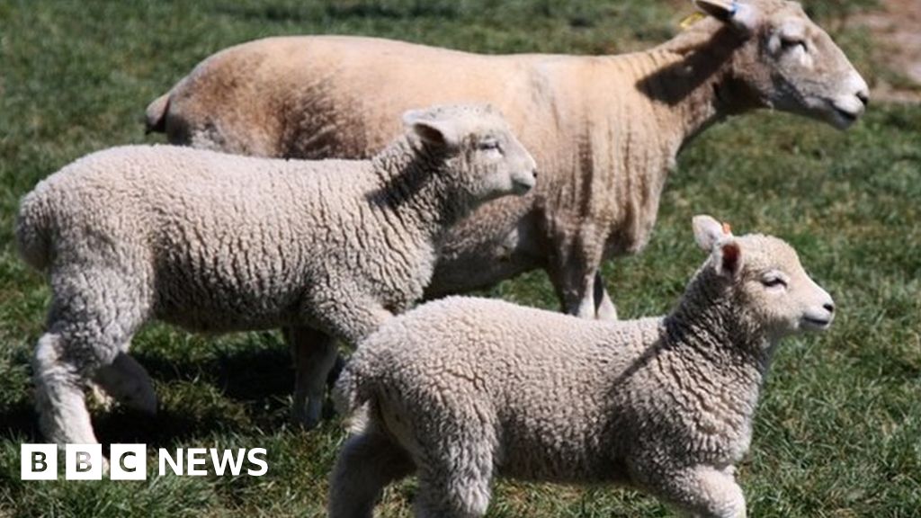 Farmers shooting dogs over sheep attacks the 'final straw' BBC News