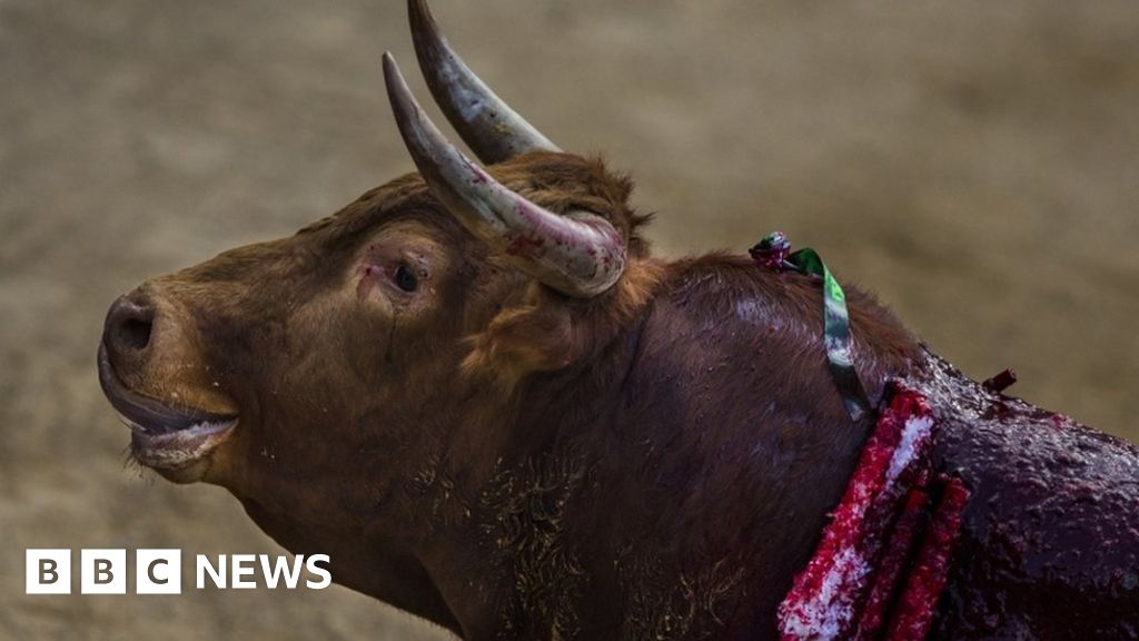 Spanish man dies after bull goring incident - BBC News