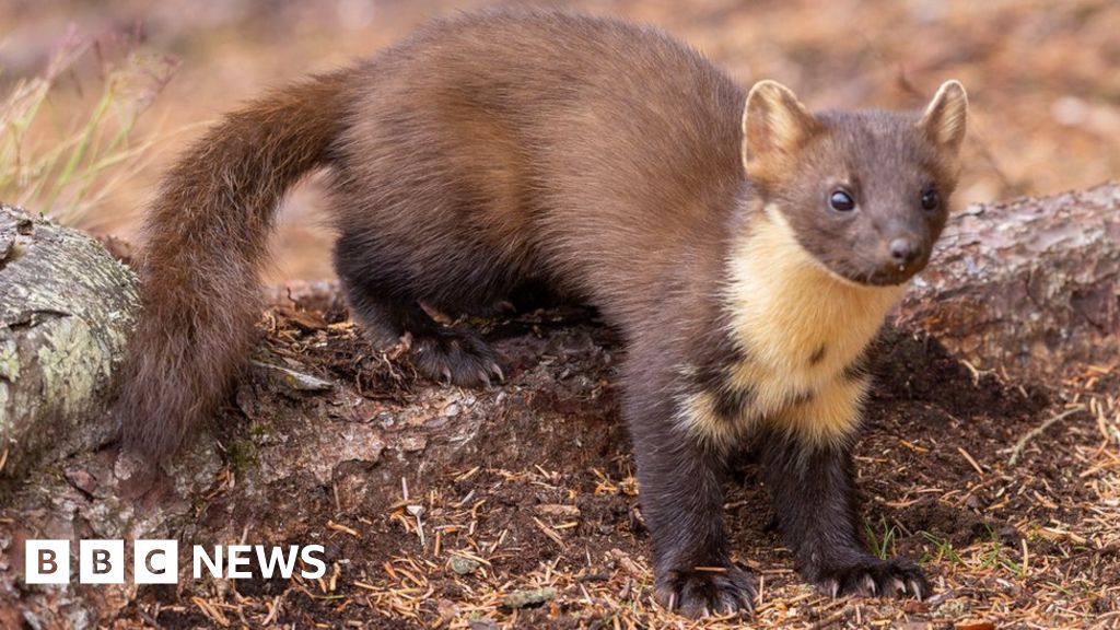 Cameras capture Galloway pine marten population growth - BBC News