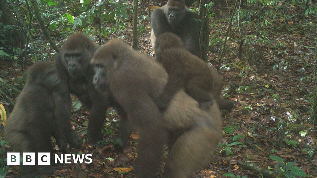 Gorillas in Nigeria: World's rarest great ape pictured with babies