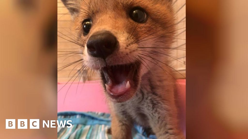 Curious cat finds fox cub 'lodging' under Welney sofa