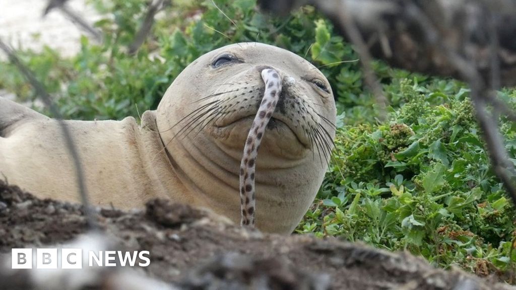 endangered-seal-with-eel-up-its-nose-remains-a-mystery-bbc-news