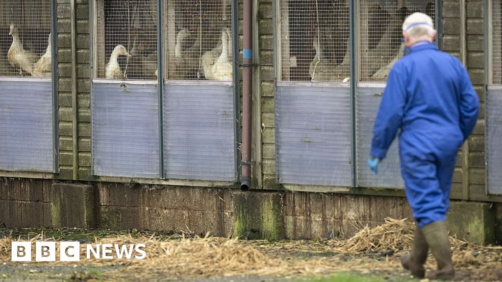 UK chief vet warns avian flu at 'phenomenal level' in UK