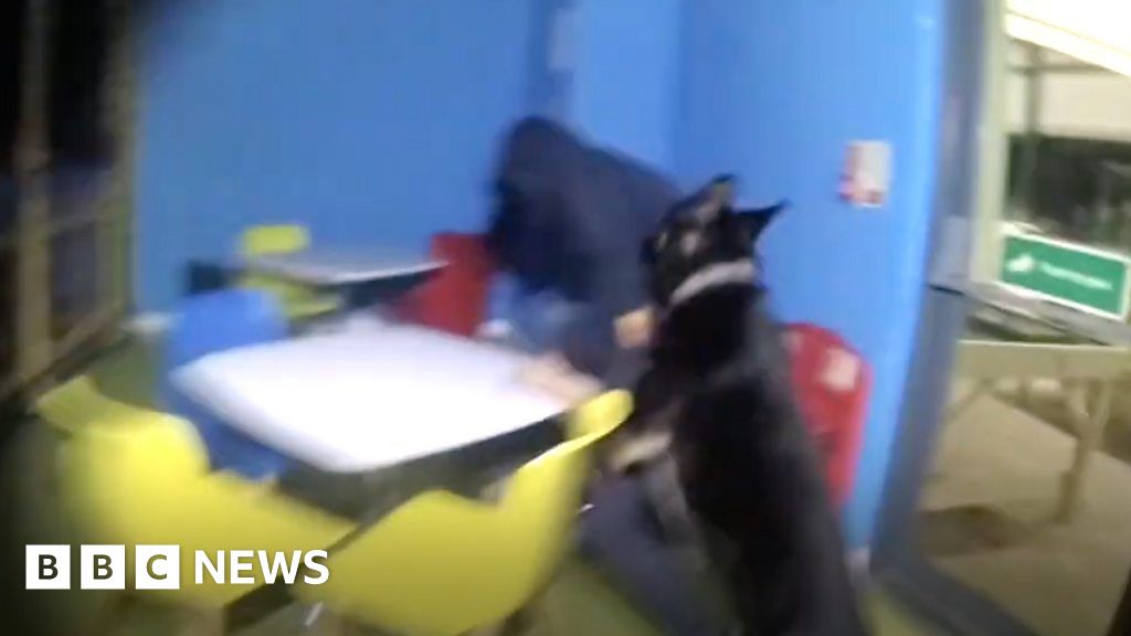 Cambridgeshire Police dog catches burglar in garden centre BBC News