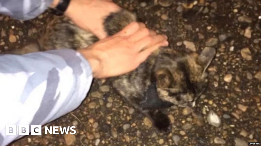 Drug mule cat gets caught in Russian jail