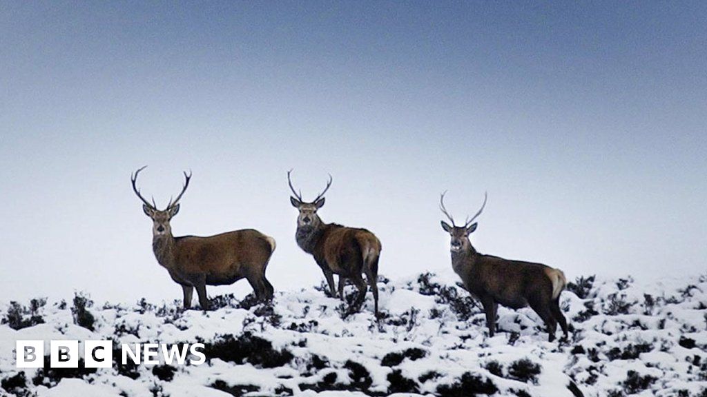 Culling deer 'protects' habitats on Ben Wyvis BBC News