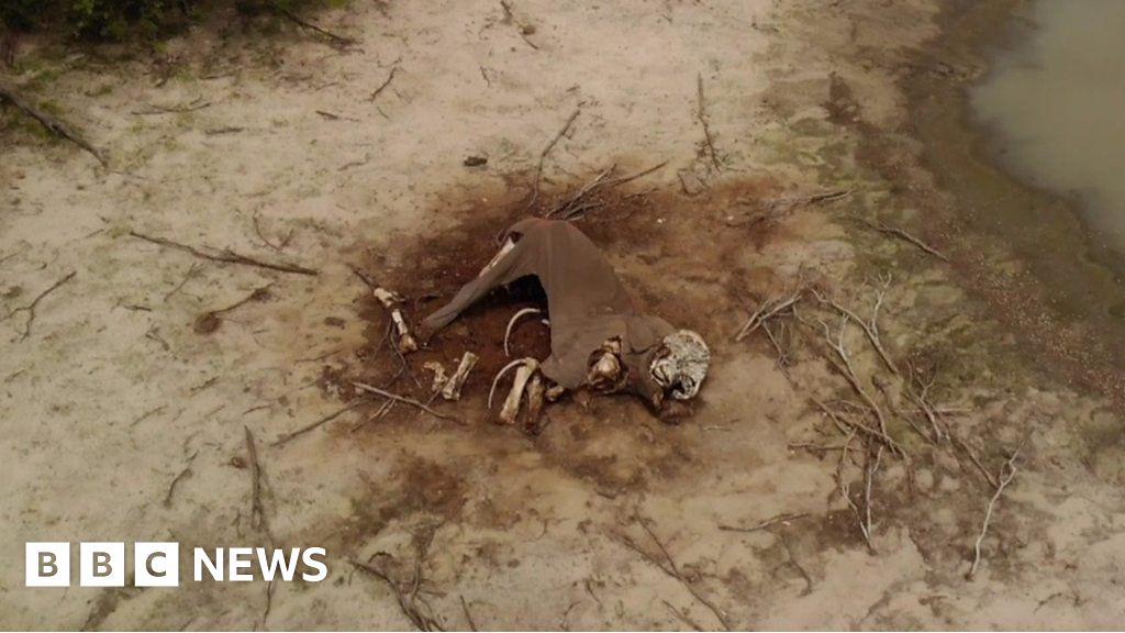 88 Dead Elephants Discovered In Poaching Hot Spots In Botswana Bbc News 