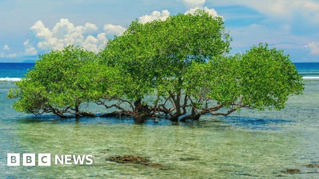 Индонезия има повече мангрови дървета от всяка друга страна, но