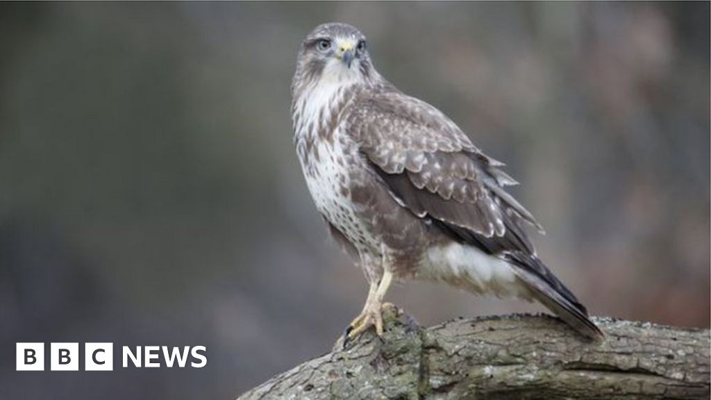 Birds of prey still being poisoned in Northern Ireland - BBC News